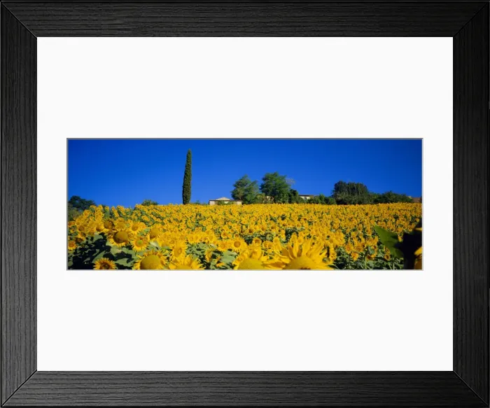 Framed Print : Sunflower field Framed Print : Sunflower field