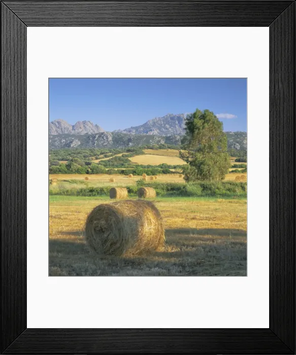 Framed Print : Straw bales in fields Framed Print : Straw bales in fields