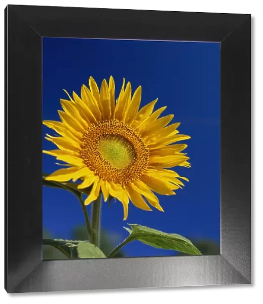 Sunflower, Tuscany