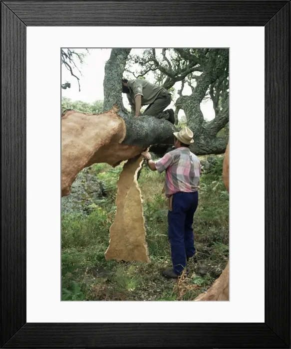 Framed Print : Old cork oak is stripped Framed Print : Old cork oak is stripped