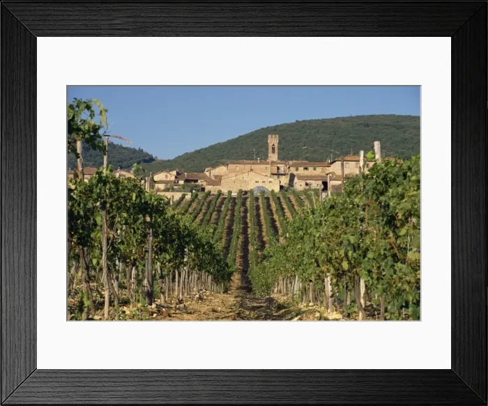 Framed Print : Vineyard in the Chianti Classico region north of Siena Framed Print : Vineyard in the Chianti Classico region north of Siena