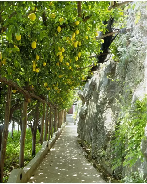 Lemon groves