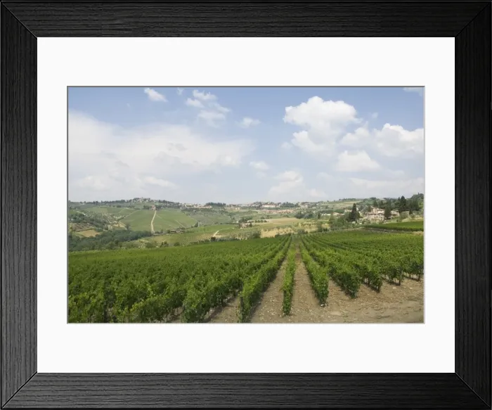 Framed Print : Vineyards near Radda Framed Print : Vineyards near Radda