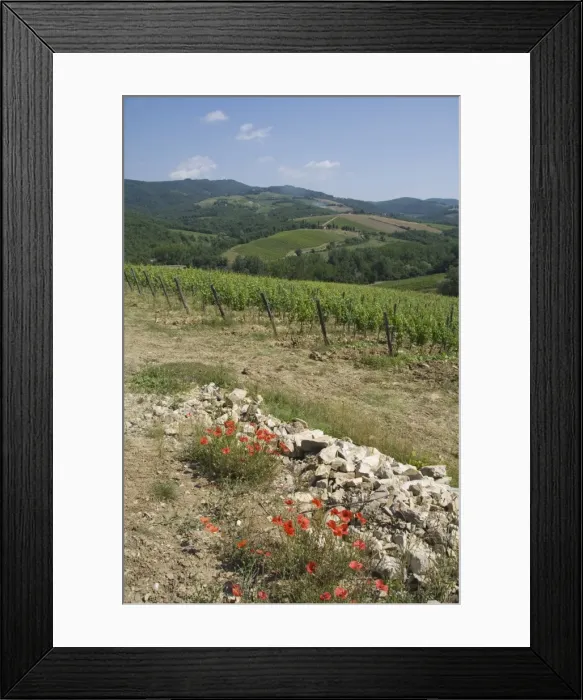 Framed Print : Typical Tuscan view around the area of Lamole Framed Print : Typical Tuscan view around the area of Lamole