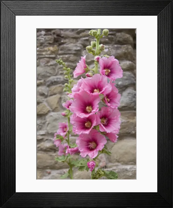 Framed Print : Flowers, Chianti Framed Print : Flowers, Chianti