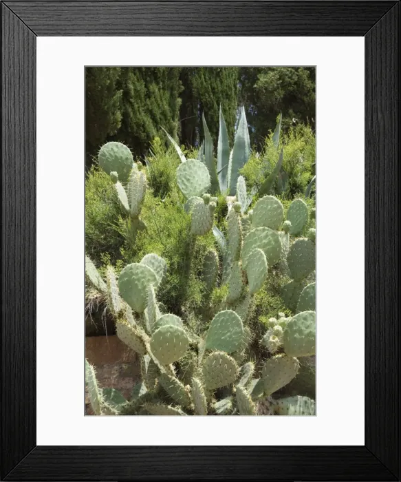 Framed Print : Cactus, Tuscany Framed Print : Cactus, Tuscany