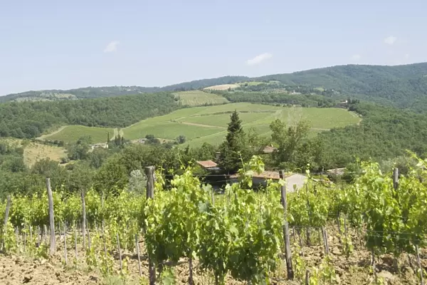 Typical Tuscan view in the area of Lamole