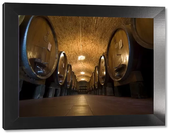 Wine casks in the wine cellars of the Villa Vignamaggio