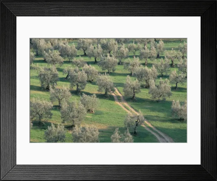 Framed Print : Elevated view over olive trees in olive grove Framed Print : Elevated view over olive trees in olive grove