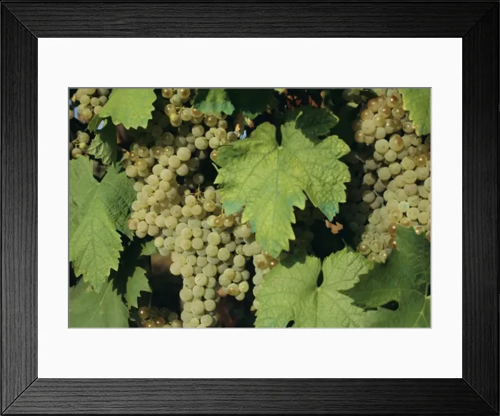 Framed Print : White grapes on vine Framed Print : White grapes on vine