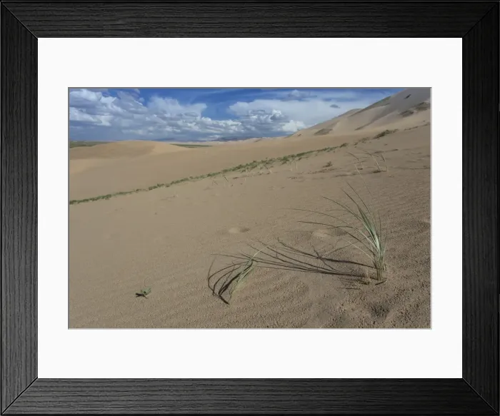 Framed Print : Plant growing on huge sand dunes on a summer evening, Khongoryn Els, Gobi Desert Framed Print : Plant growing on huge sand dunes on a summer evening, Khongoryn Els, Gobi Desert