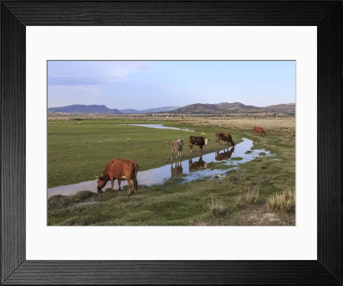 Framed Print : Cows reflected in a small pool, grass and mountains, evening, Khogno Khan Uul Nature Reserve Framed Print : Cows reflected in a small pool, grass and mountains, evening, Khogno Khan Uul Nature Reserve
