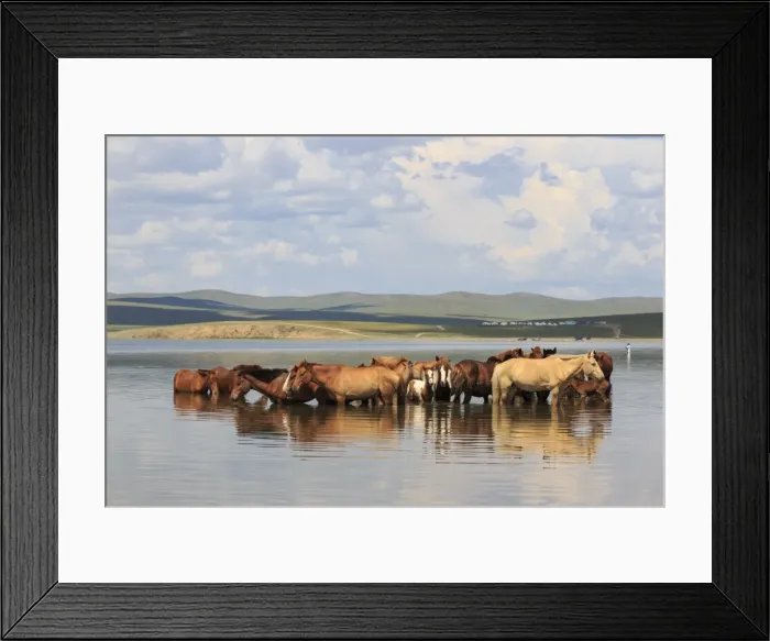 Framed Print : Herd of horses and foals cool off by standing in a lake in summer, Arkhangai, Central Mongolia Framed Print : Herd of horses and foals cool off by standing in a lake in summer, Arkhangai, Central Mongolia