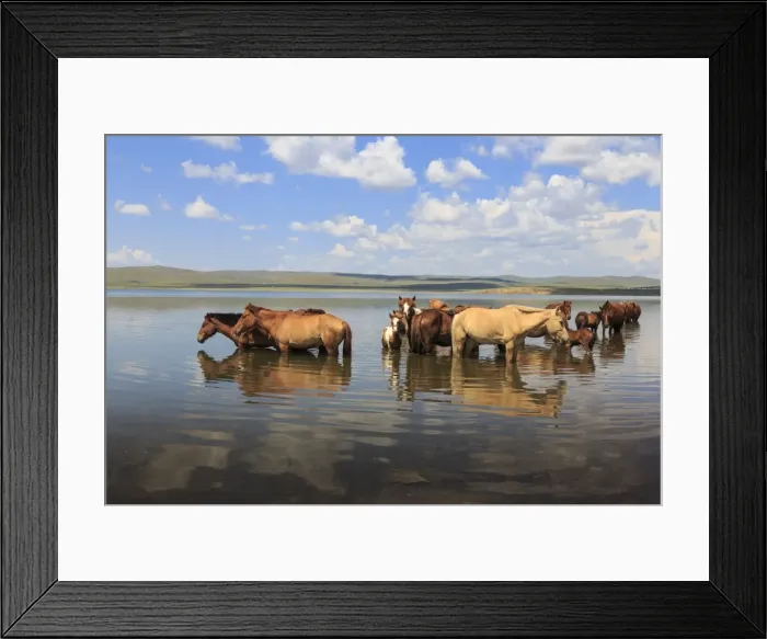 Framed Print : Herd of horses and foals cool off by standing in a lake in summer, Arkhangai, Central Mongolia Framed Print : Herd of horses and foals cool off by standing in a lake in summer, Arkhangai, Central Mongolia