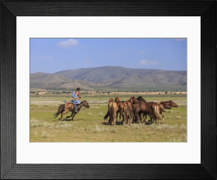 Framed Print : Mounted nomad holds uurga and herds horses in summer, Khogno Khan Uul Nature Reserve Framed Print : Mounted nomad holds uurga and herds horses in summer, Khogno Khan Uul Nature Reserve