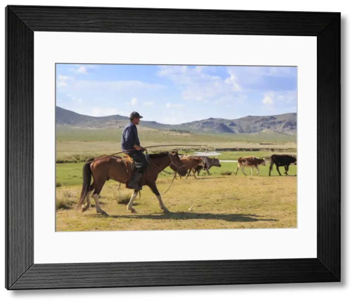 Framed Print : Mounted nomad herds cows in summer, holding uurga, Khogno Khan Uul Nature Reserve Framed Print : Mounted nomad herds cows in summer, holding uurga, Khogno Khan Uul Nature Reserve