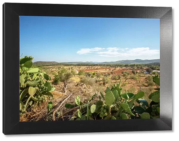 Cacti and Ibiza landscape, Ibiza, Balearic Islands, Spain, Mediterranean, Europe