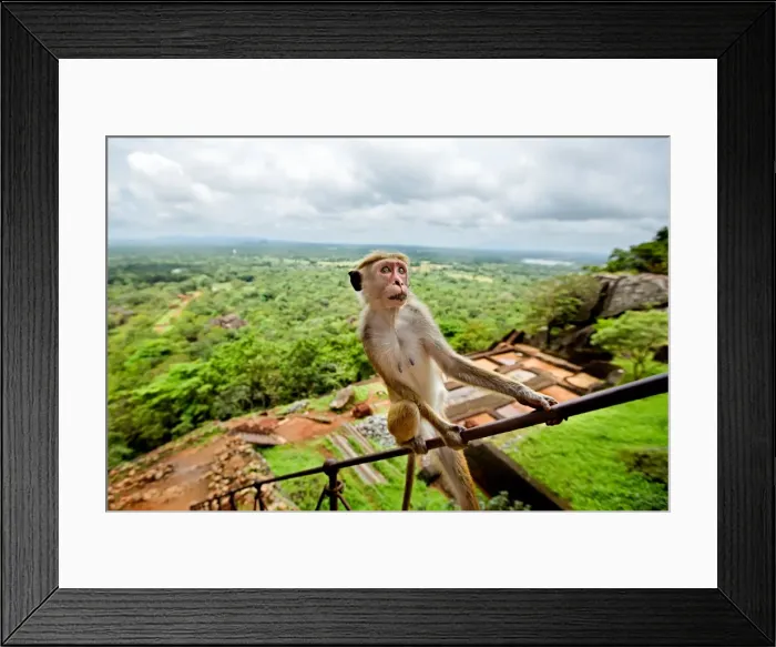 Framed Print : Toque Macaque (Macaca sinica), Rilewa, Sigiriya Rock, Dambulla, Sri Lanka, Asia Framed Print : Toque Macaque (Macaca sinica), Rilewa, Sigiriya Rock, Dambulla, Sri Lanka, Asia