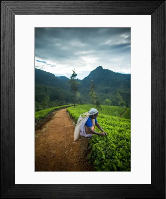 Framed Print : Tea picker, Haputale, Sri Lanka, Asia Framed Print : Tea picker, Haputale, Sri Lanka, Asia