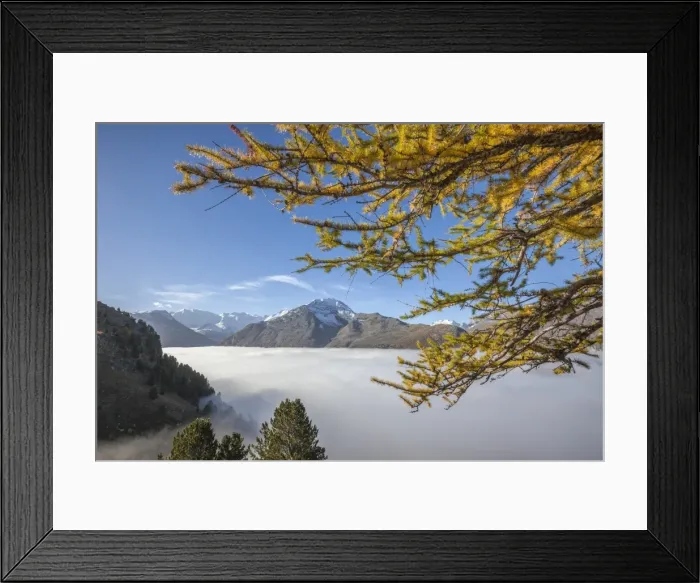 Framed Print : Low clouds and yellow larches frame Languard Valley, Engadine, Canton of Grisons (Graubunden) Framed Print : Low clouds and yellow larches frame Languard Valley, Engadine, Canton of Grisons (Graubunden)