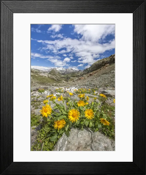 Framed Print : Yellow flowers frame the landscape around Lake Grevasalvas, Engadine, Canton of Grisons Framed Print : Yellow flowers frame the landscape around Lake Grevasalvas, Engadine, Canton of Grisons