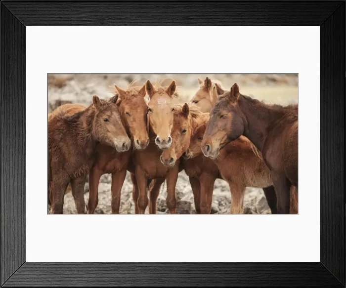 Framed Print : Semi-wild Mongolian horses keeping close in the Mongolian steppes, Mongolia, Central Asia Framed Print : Semi-wild Mongolian horses keeping close in the Mongolian steppes, Mongolia, Central Asia