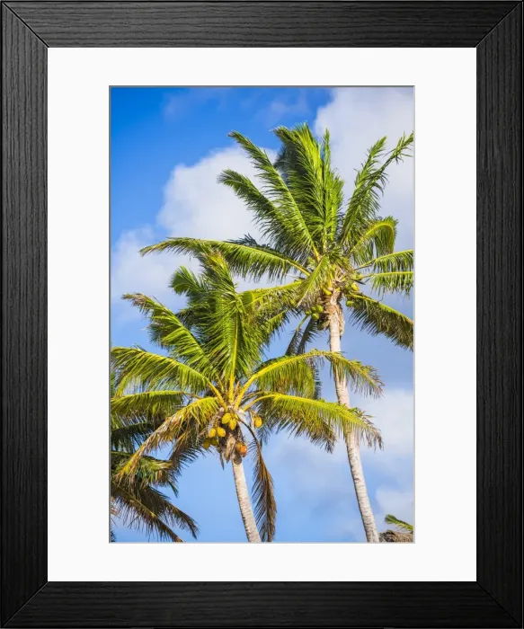 Framed Print : Palm tree, Muri, Rarotonga, Cook Islands, South Pacific, Pacific Framed Print : Palm tree, Muri, Rarotonga, Cook Islands, South Pacific, Pacific