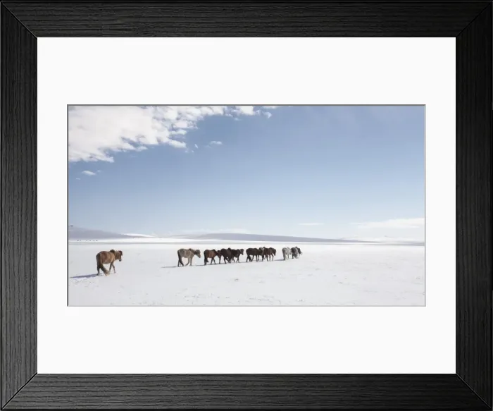 Framed Print : A herd of horses walks on the frozen lands of Mongolia, Central Asia, Asia Framed Print : A herd of horses walks on the frozen lands of Mongolia, Central Asia, Asia