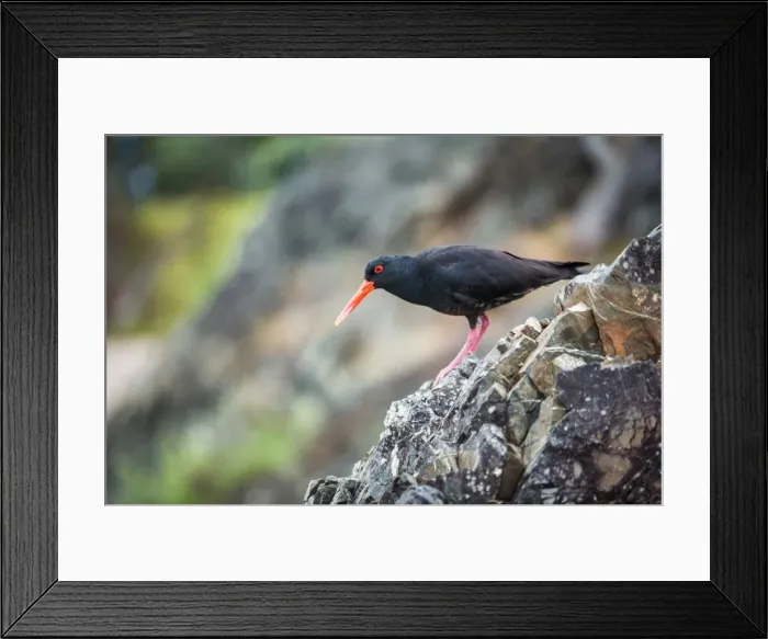 Framed Print : Oystercatcher (Haematopus), Coromandel Peninsula, North Island, New Zealand, Pacific Framed Print : Oystercatcher (Haematopus), Coromandel Peninsula, North Island, New Zealand, Pacific