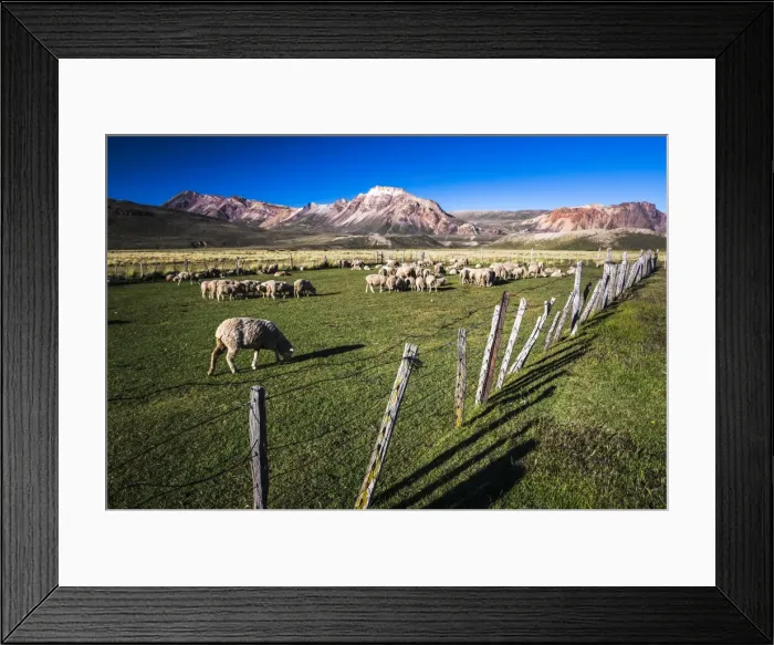 Framed Print : Sheep on the farm at Estancia La Oriental, Perito Moreno National Park, Santa Cruz Province Framed Print : Sheep on the farm at Estancia La Oriental, Perito Moreno National Park, Santa Cruz Province