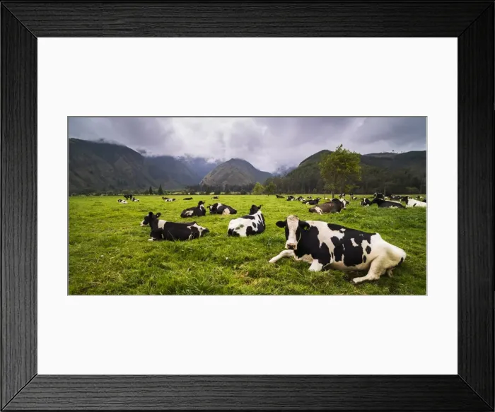 Framed Print : Herd of cows at Hacienda Zuleta Farm, Imbabura, Ecuador, South America Framed Print : Herd of cows at Hacienda Zuleta Farm, Imbabura, Ecuador, South America