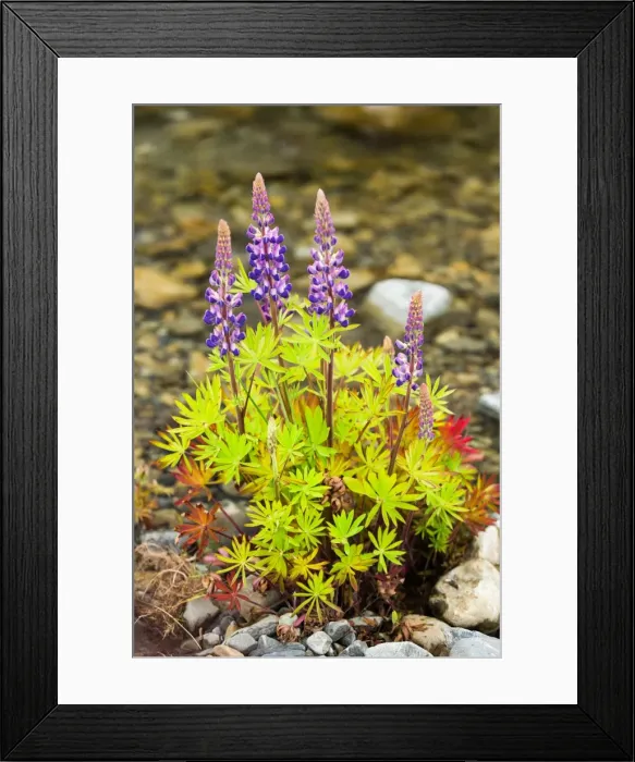 Framed Print : Lupins (Lupinus) near Lake Tekapo, South Island, New Zealand, Pacific Framed Print : Lupins (Lupinus) near Lake Tekapo, South Island, New Zealand, Pacific