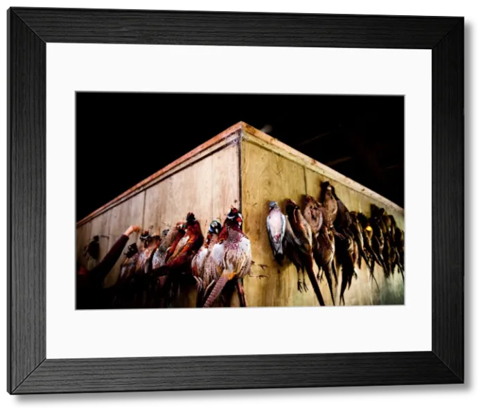 Framed Print : Pheasants, Oxfordshire, England, United Kingdom, Europe Framed Print : Pheasants, Oxfordshire, England, United Kingdom, Europe