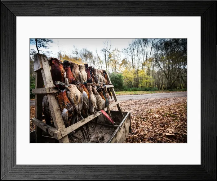 Framed Print : Pheasants, Oxfordshire, England, United Kingdom, Europe Framed Print : Pheasants, Oxfordshire, England, United Kingdom, Europe