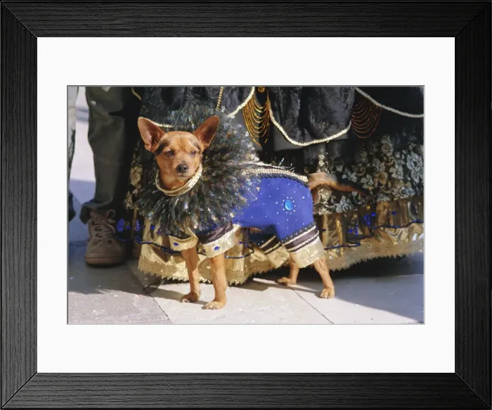 Framed Print : Small dog in carnival costume