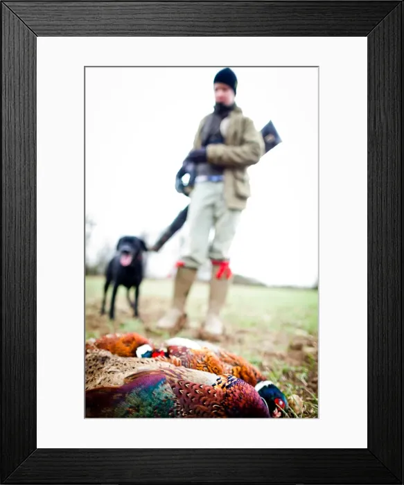 Framed Print : Pheasant and gun and gun dog, Oxfordshire, England, United Kingdom, Europe Framed Print : Pheasant and gun and gun dog, Oxfordshire, England, United Kingdom, Europe