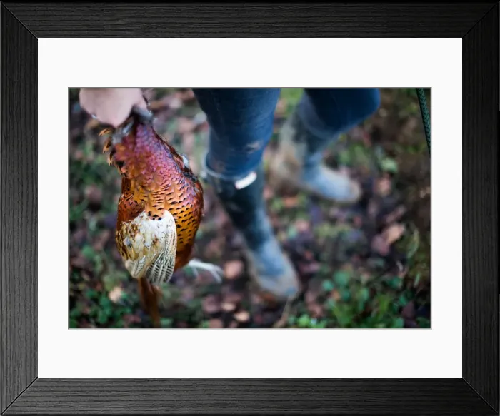 Framed Print : Game-shooting detail, Oxfordshire, England, United Kingdom, Europe Framed Print : Game-shooting detail, Oxfordshire, England, United Kingdom, Europe