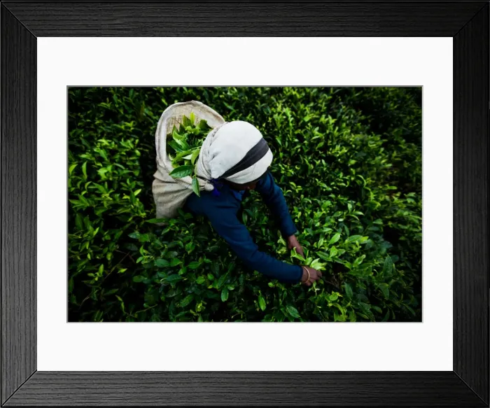 Framed Print : Tea picker, Haputale, Sri Lanka, Asia Framed Print : Tea picker, Haputale, Sri Lanka, Asia