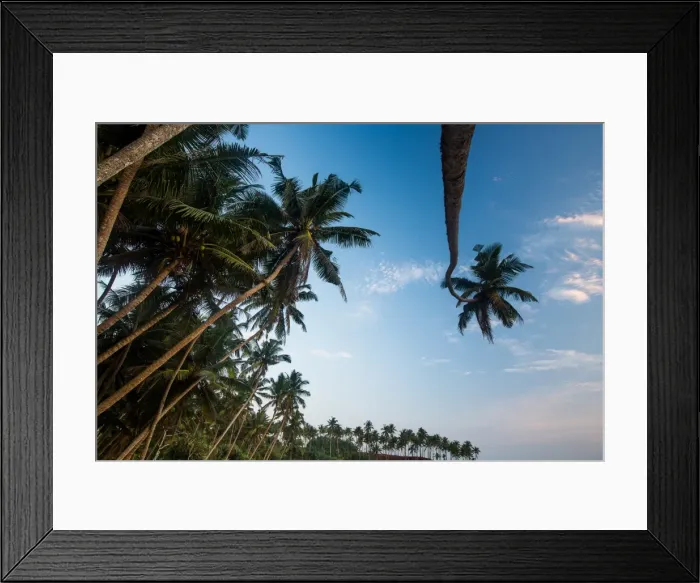 Framed Print : Palm trees, Mirissa, Sri Lanka, Asia Framed Print : Palm trees, Mirissa, Sri Lanka, Asia