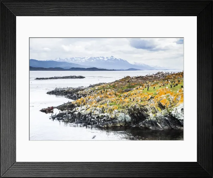 Framed Print : Cormorant colony on an island at Ushuaia in the Beagle Channel (Beagle Strait), Tierra Del Fuego