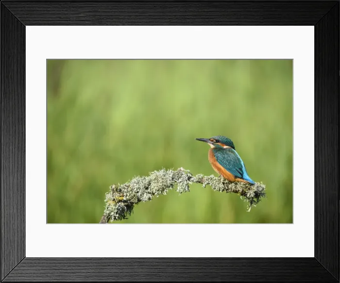 Framed Print : Kingfisher (Alcedo atthis), United Kingdom, Europe Framed Print : Kingfisher (Alcedo atthis), United Kingdom, Europe