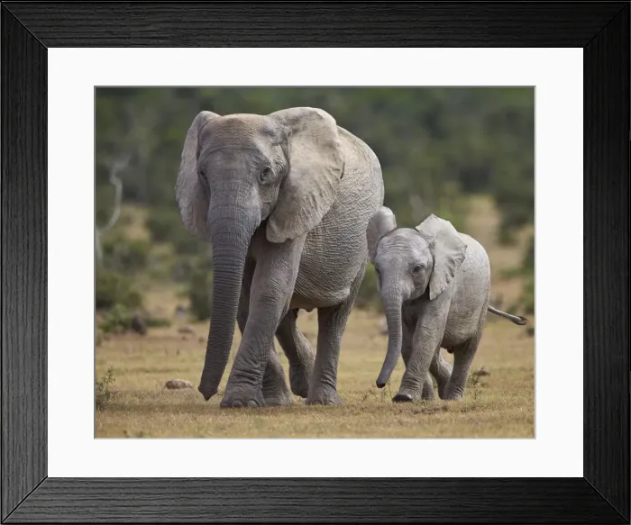 Framed Print : African elephant (Loxodonta africana) adult and young, Addo Elephant National Park Framed Print : African elephant (Loxodonta africana) adult and young, Addo Elephant National Park