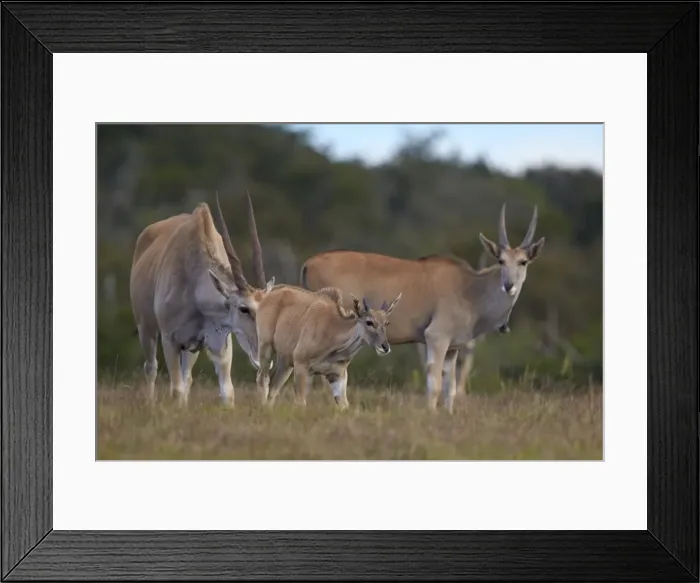 Framed Print : Common eland (Taurotragus oryx) adult and young, Addo Elephant National Park, South Africa Framed Print : Common eland (Taurotragus oryx) adult and young, Addo Elephant National Park, South Africa