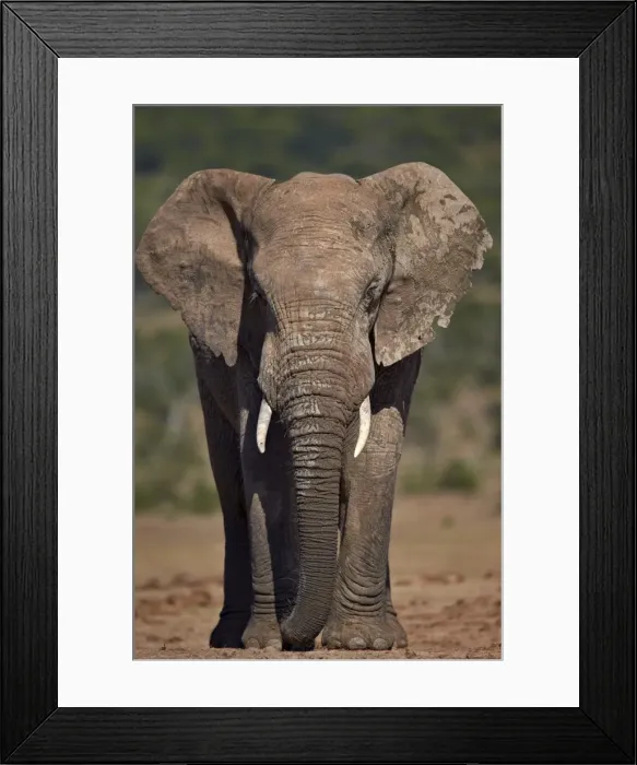 Framed Print : African elephant (Loxodonta africana) bull, Addo Elephant National Park, South Africa Framed Print : African elephant (Loxodonta africana) bull, Addo Elephant National Park, South Africa