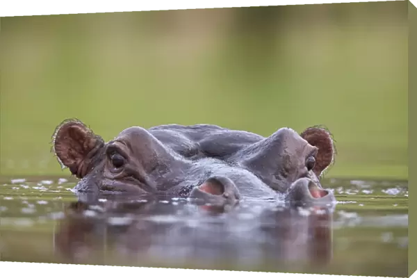 Hippopotamus (Hippopotamus amphibius), Kruger National Park, South Africa, Africa