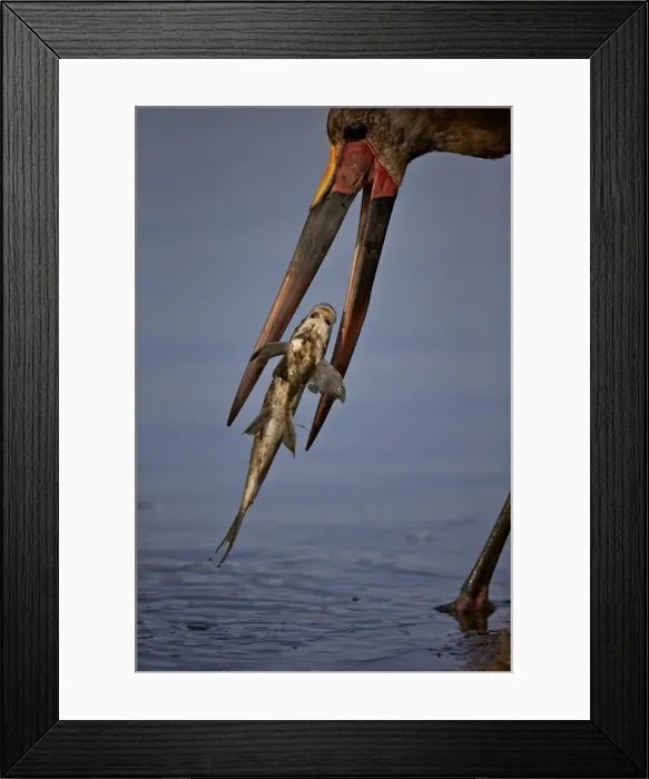 Framed Print : Saddle-billed stork (Ephippiorhynchus senegalensis) with a fish, Kruger National Park Framed Print : Saddle-billed stork (Ephippiorhynchus senegalensis) with a fish, Kruger National Park
