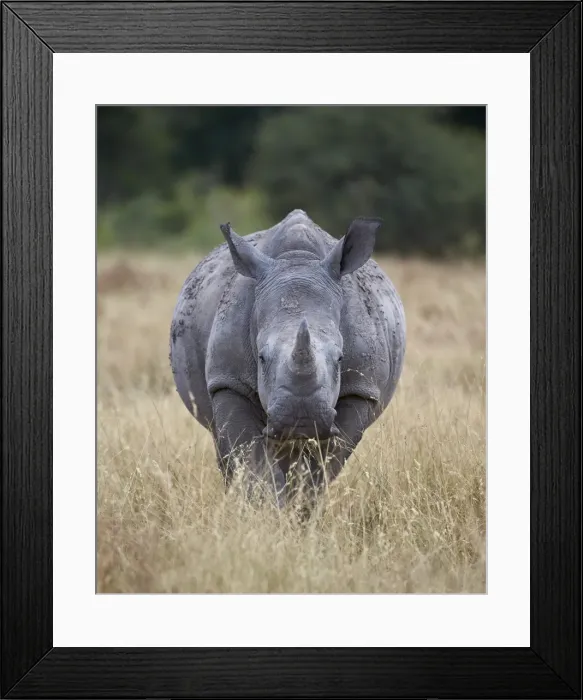 Framed Print : White rhinoceros (Ceratotherium simum), Kruger National Park, South Africa, Africa Framed Print : White rhinoceros (Ceratotherium simum), Kruger National Park, South Africa, Africa