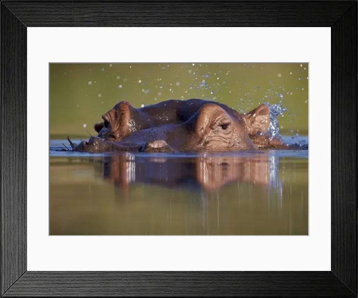 Framed Print : Hippopotamus (Hippopotamus amphibius) flipping water with its ear, Kruger National Park Framed Print : Hippopotamus (Hippopotamus amphibius) flipping water with its ear, Kruger National Park