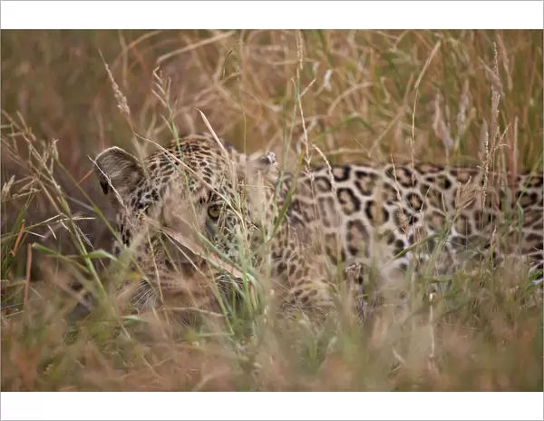Leopard (Panthera pardus) hiding in tall grass, Kruger National Park, South Africa