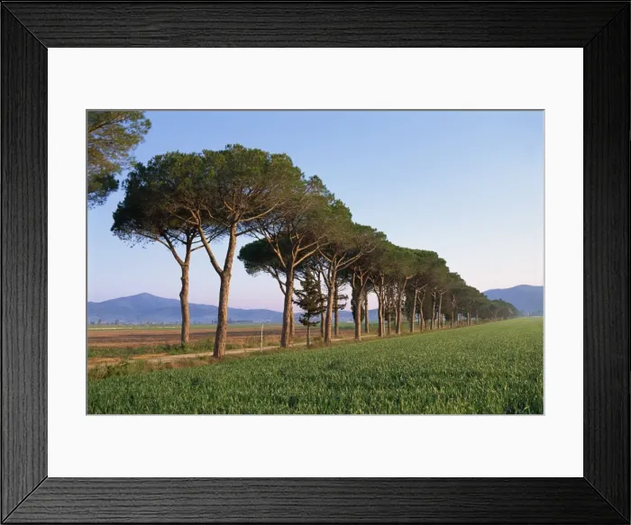 Framed Print : Landscape of parasol pines and cypress trees beside a green field Framed Print : Landscape of parasol pines and cypress trees beside a green field